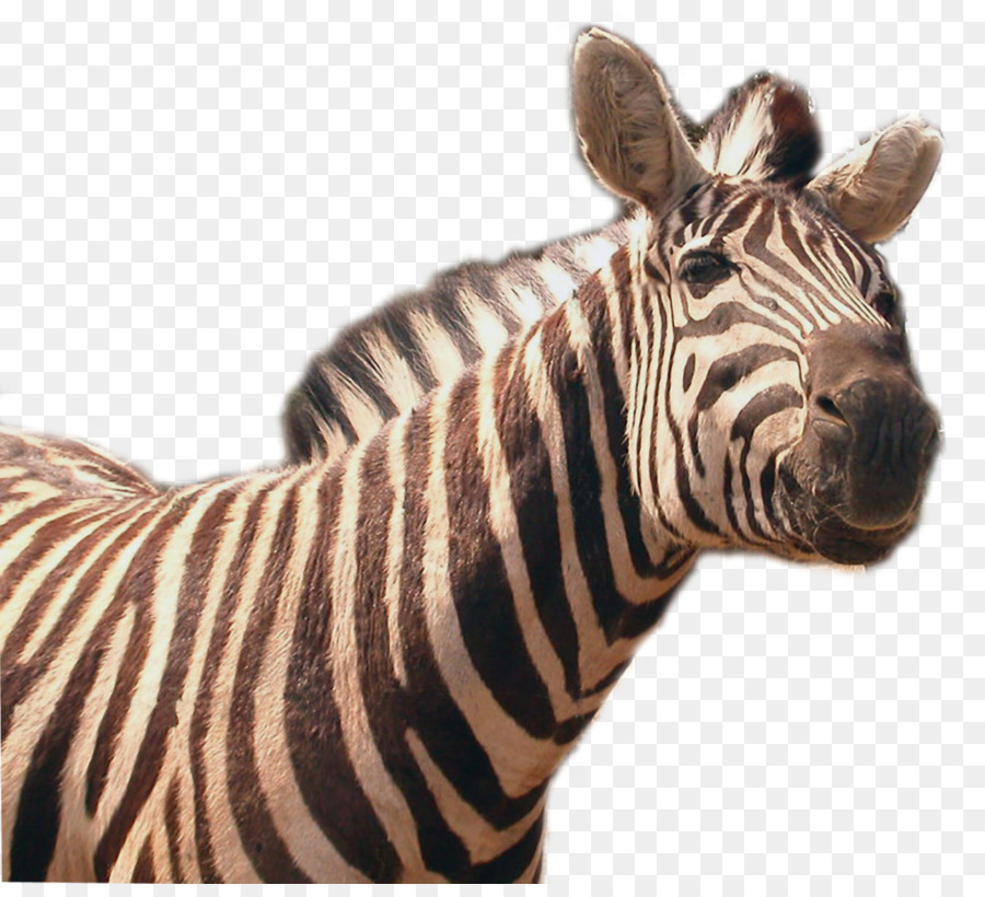 Zebra，Garis Garis PNG