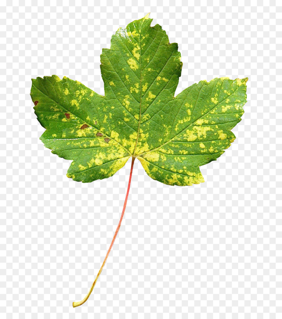 Kanada，Daun Maple PNG