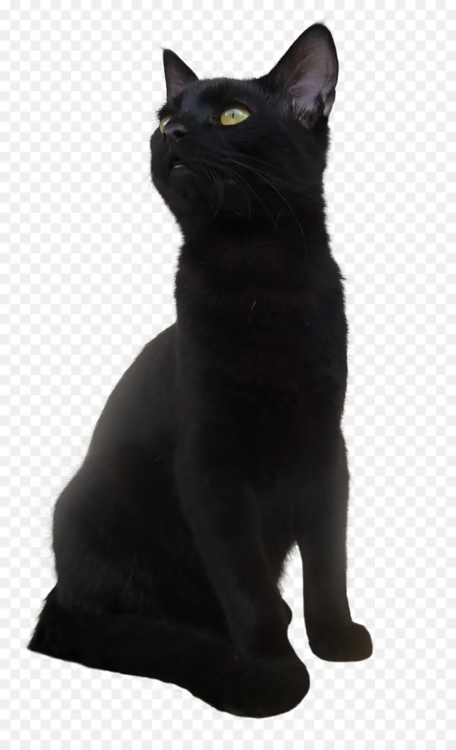 Kucing Hitam，Peliharaan PNG