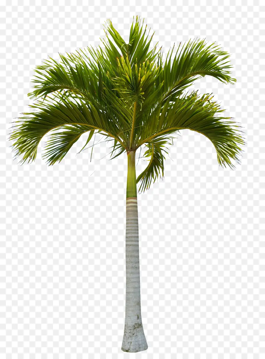 Pohon，Kelapa PNG