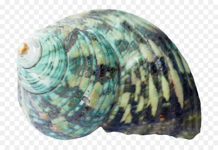 Kerang Laut，Laut PNG