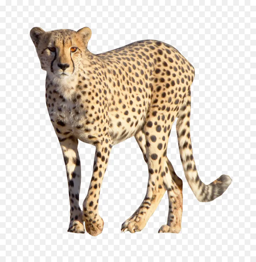 Sepatu Cheetah，Macan Tutul PNG