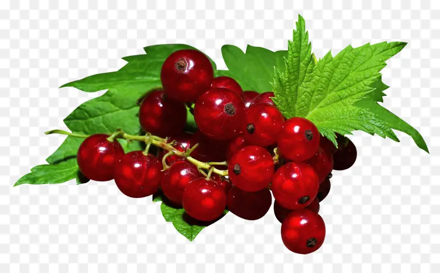 Gooseberry，Redcurrant PNG