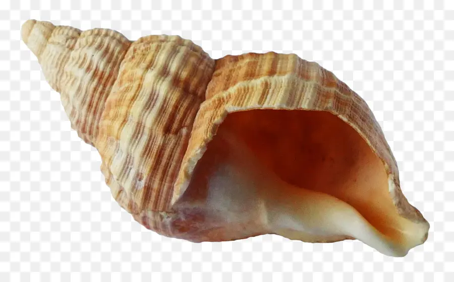 Kerang Laut，Pantai PNG