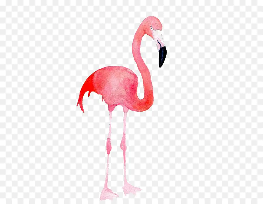 Flamingo，Biru PNG