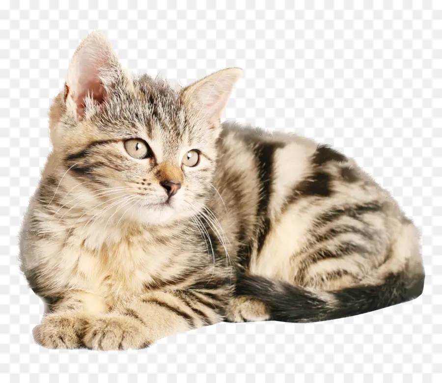 Kucing，Anak Kucing PNG