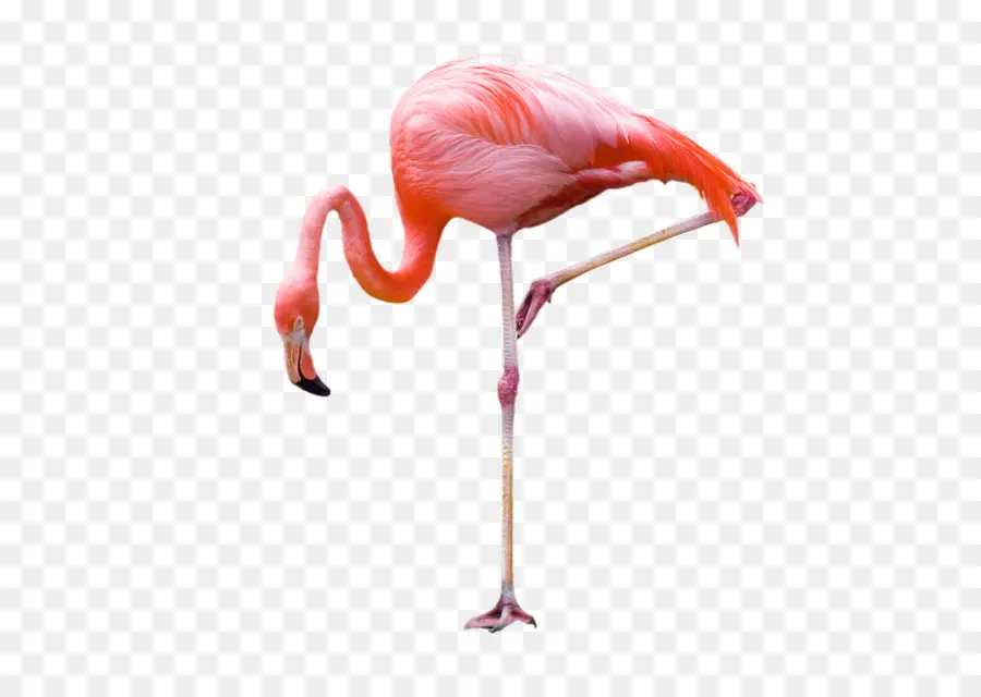 Flamingo，Fotografi PNG