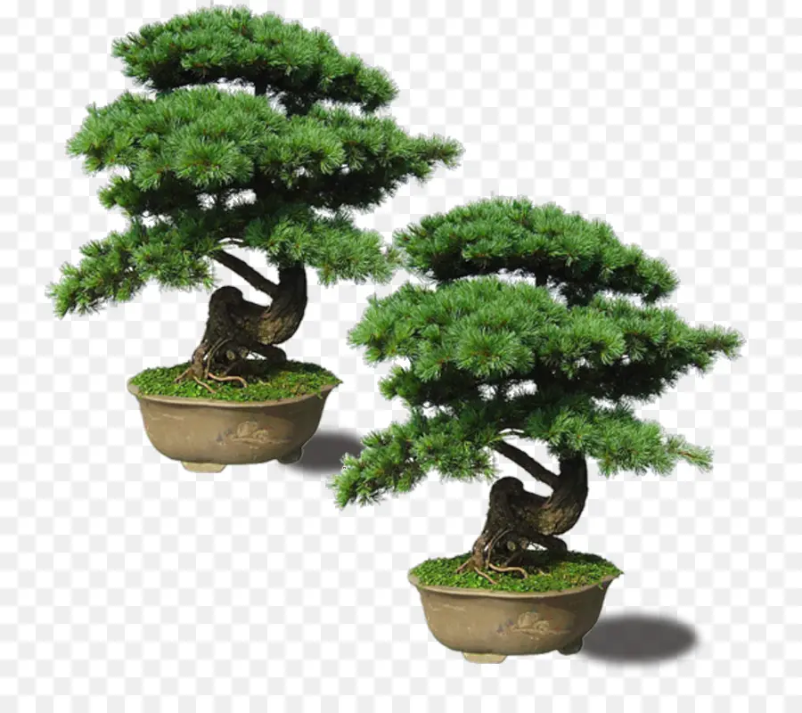 Jepang，Pinus Thunbergii PNG