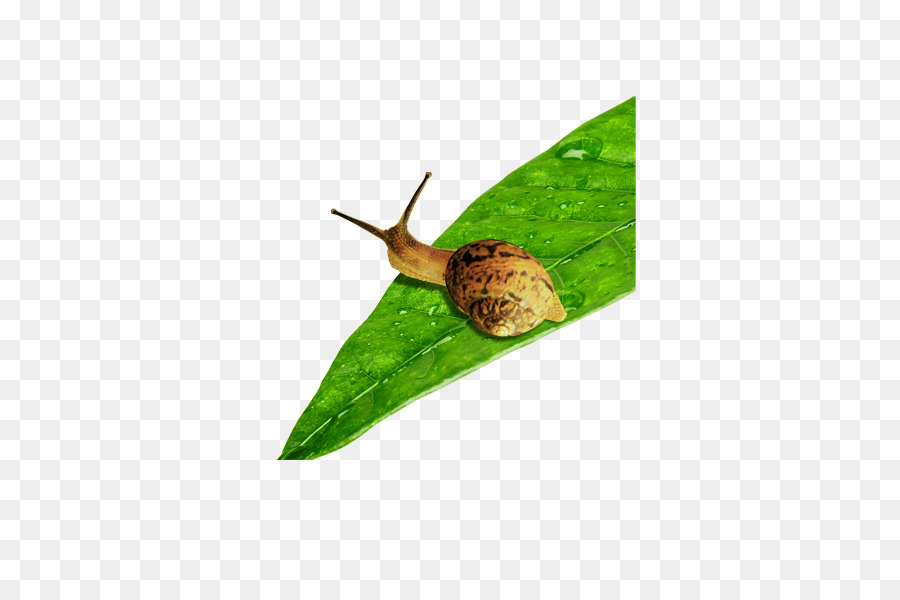 Siput，Daun PNG