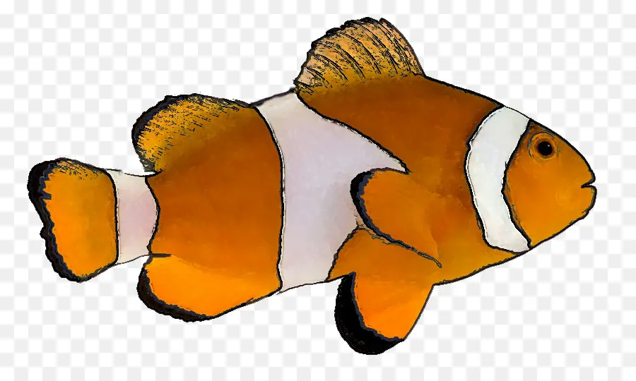 Ikan，Ikan Tropis PNG