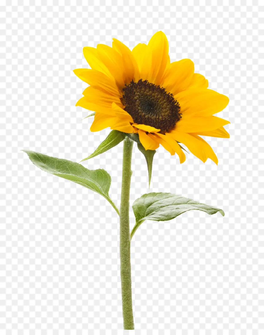 Umum Bunga Matahari，Fotografi Saham PNG