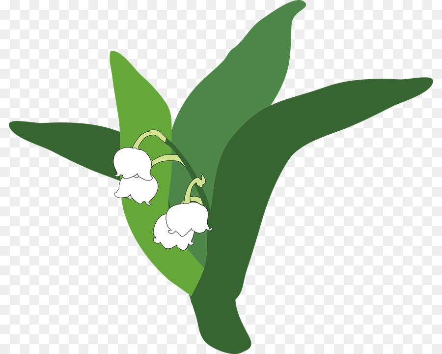 Lily Lembah，Pixabay PNG