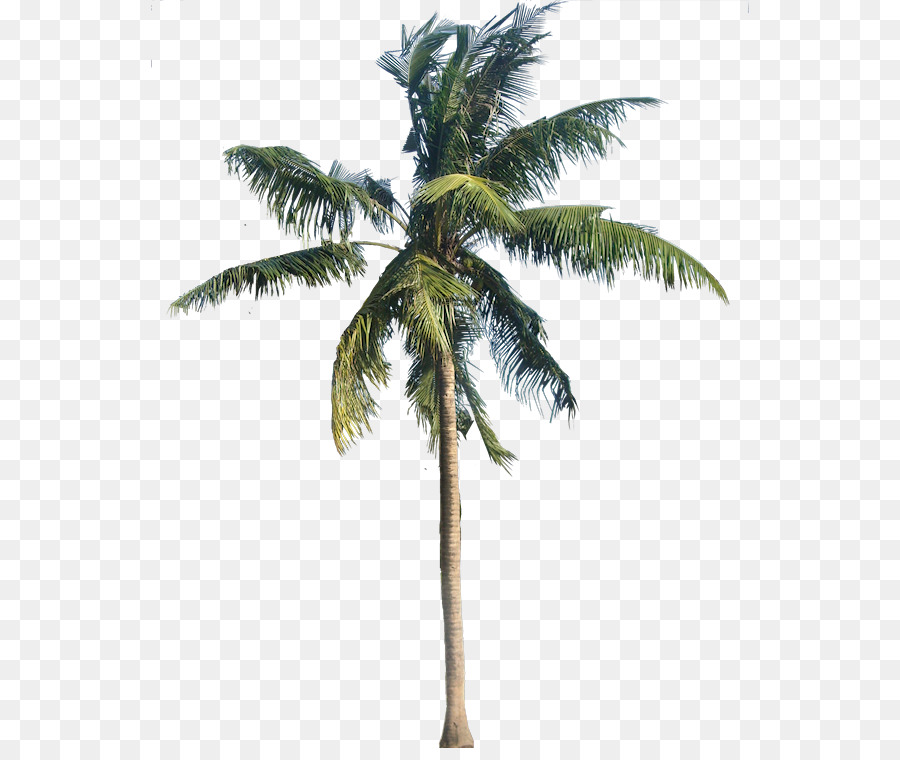 Amerika Sycamore Kelapa Arecaceae gambar png