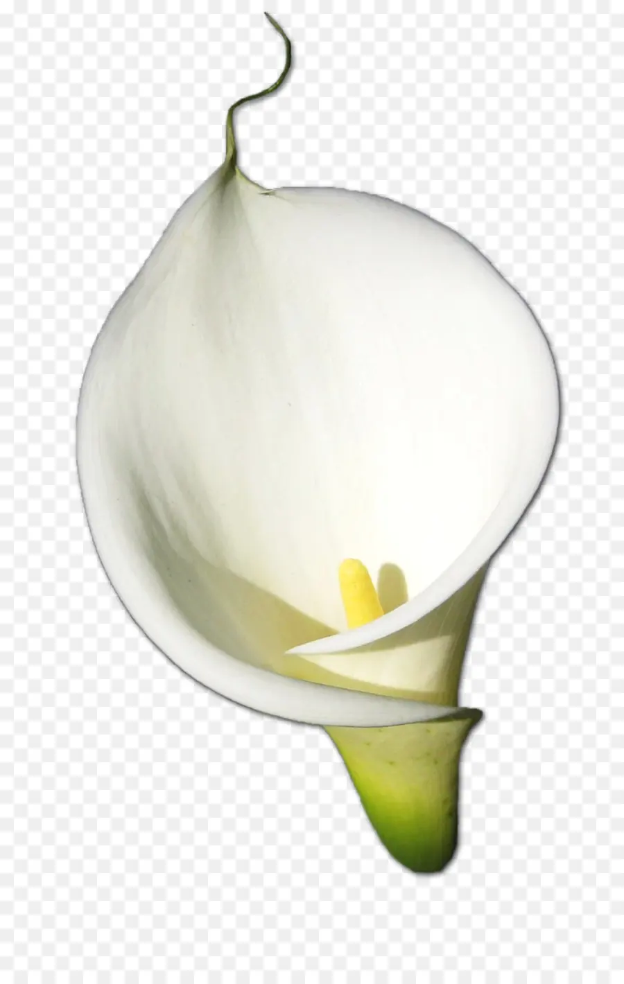 Calla Lily Putih，Bunga PNG