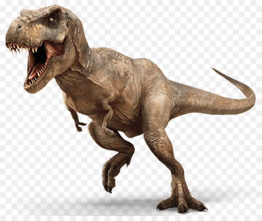 Tyrannosaurus Rex，Triceratops PNG
