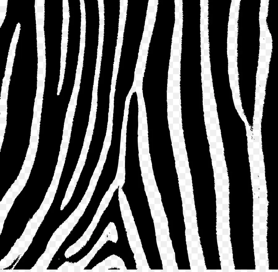 Zebra，Pola Zebra PNG