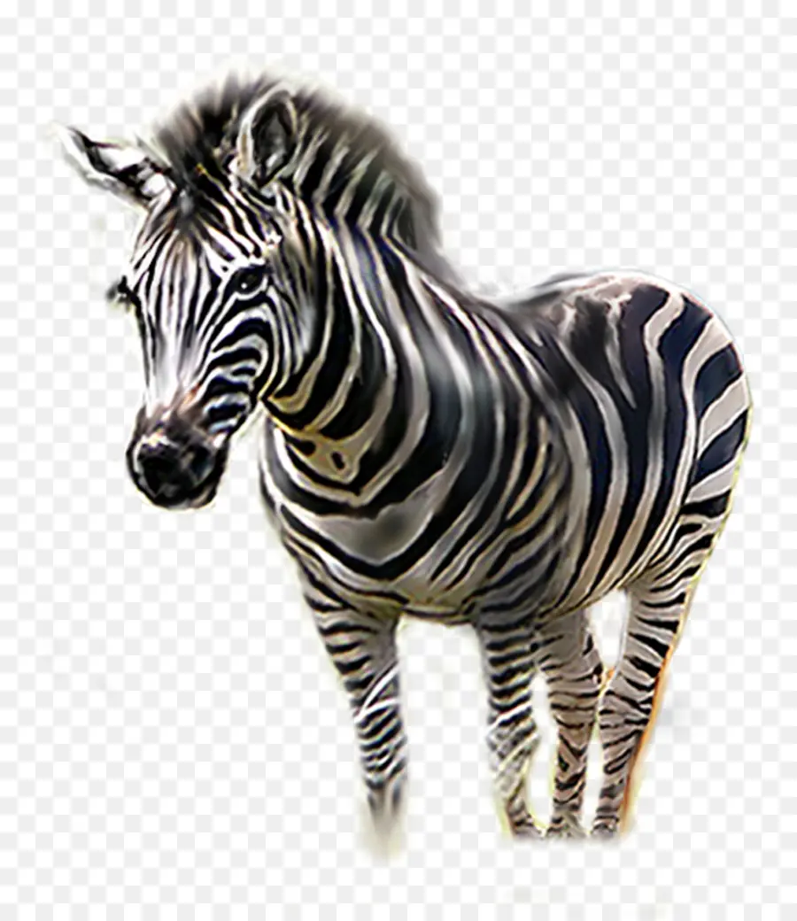 Zebra，Dikemas Postscript PNG