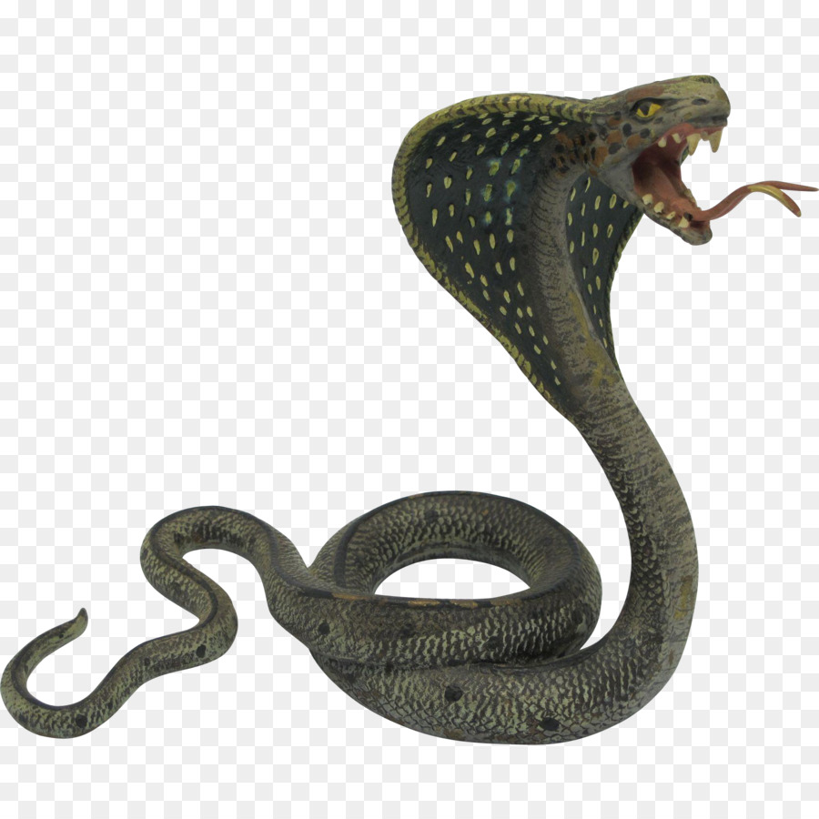 India Cobra