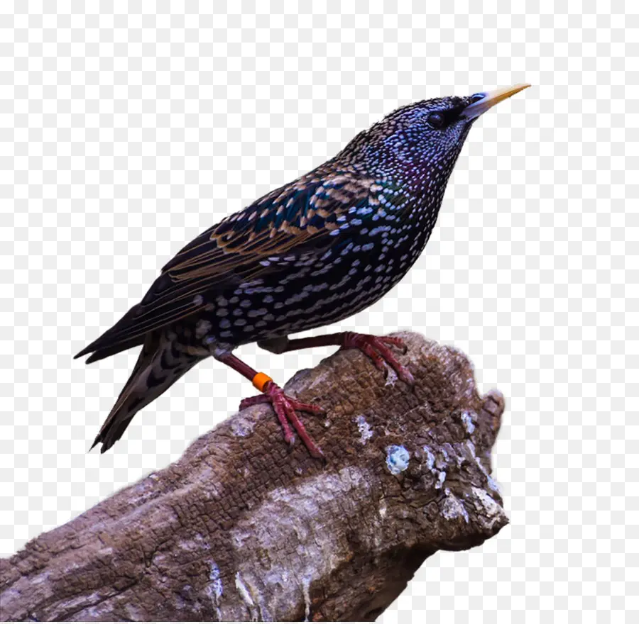 Burung，Raven Umum PNG