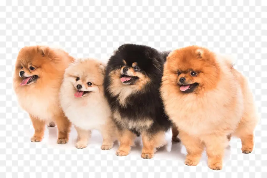 Anjing Pomeranian，Anjing PNG