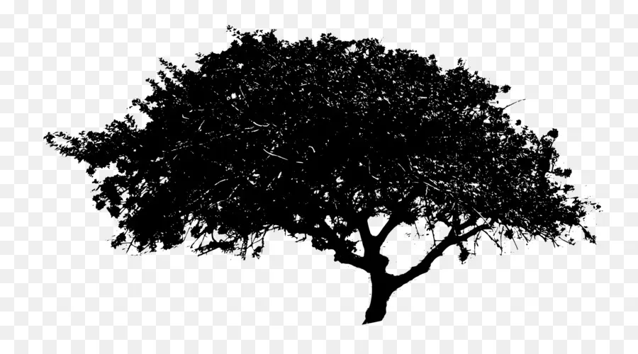 Pohon，Pixel PNG