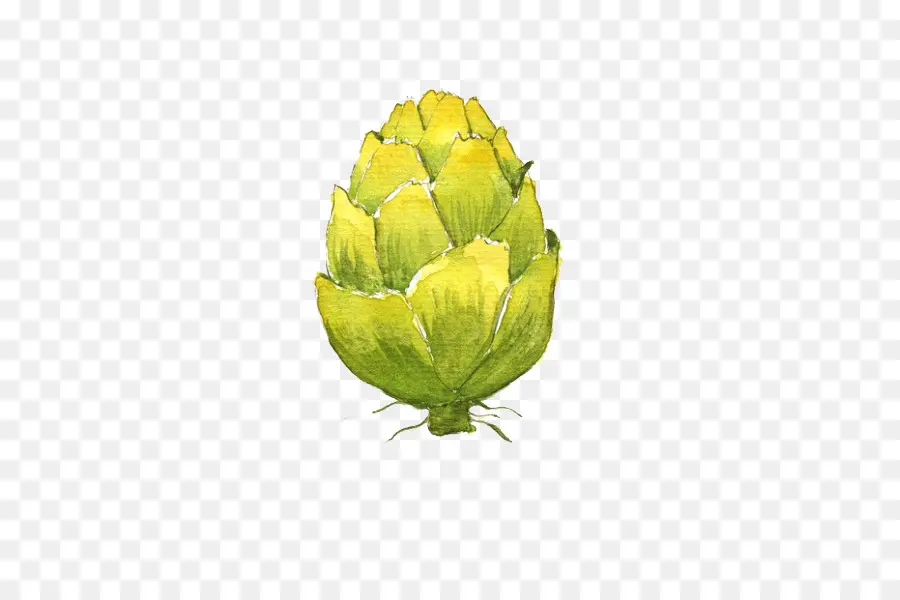 Lukisan Cat Air，Artichoke PNG