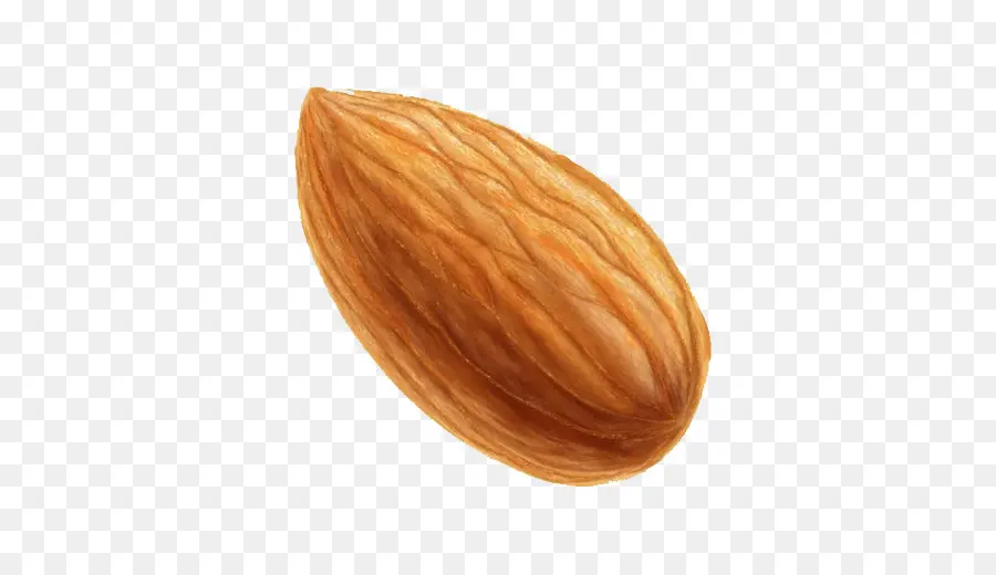 Kacang，Almond PNG