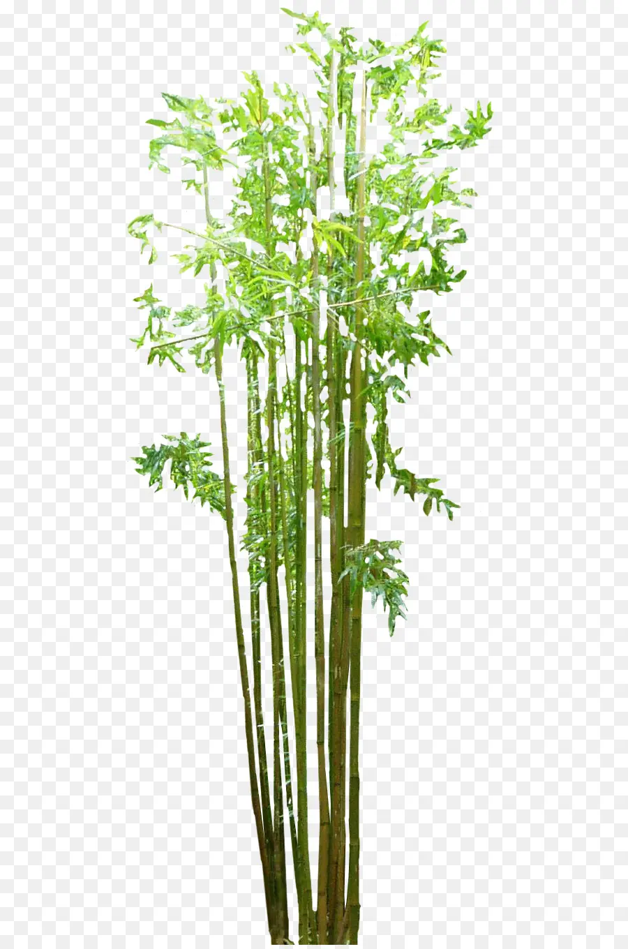 Bambu，Lantai Bambu PNG