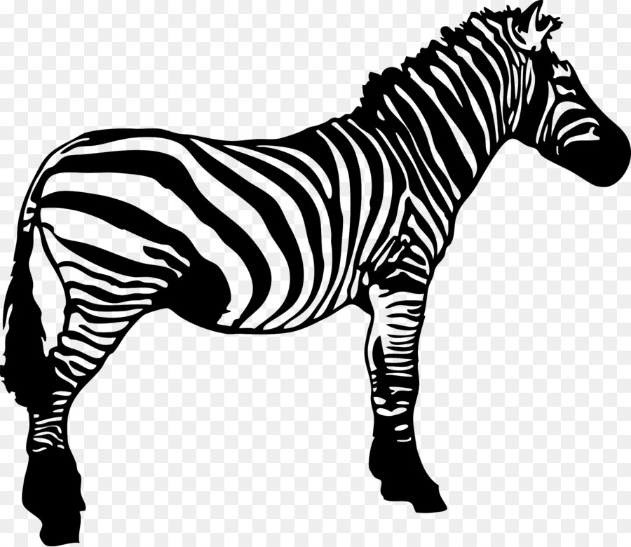 Zebra dalam hitam dan putih gambar vektor Domain publik vektor
