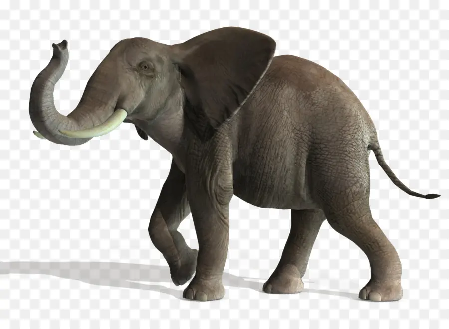 Gajah，Gajah Asia PNG