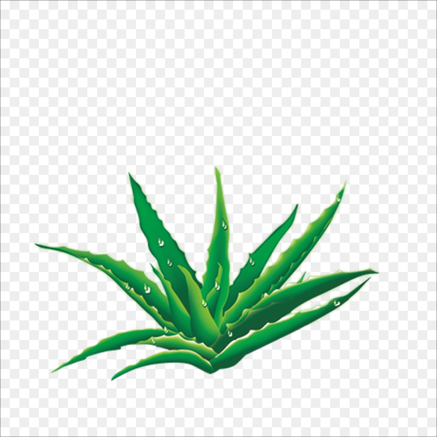 Aloe，Fundal PNG