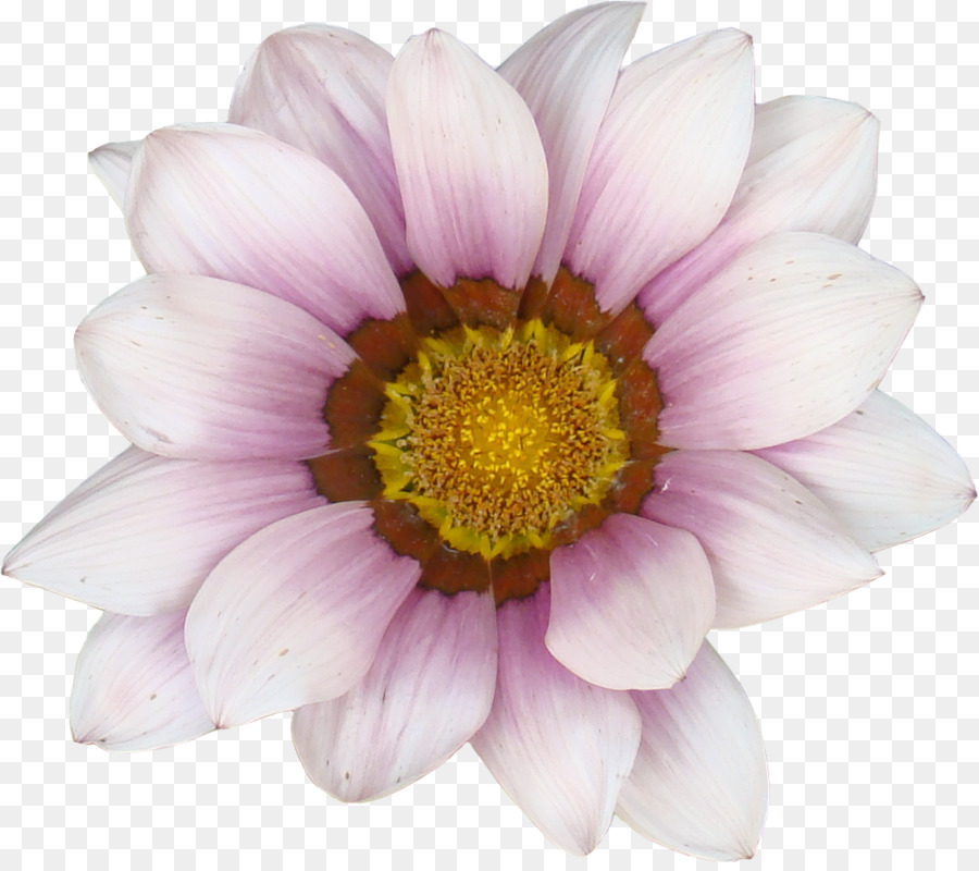 Bunga Transvaal Daisy Umum Bunga Matahari Gambar Png