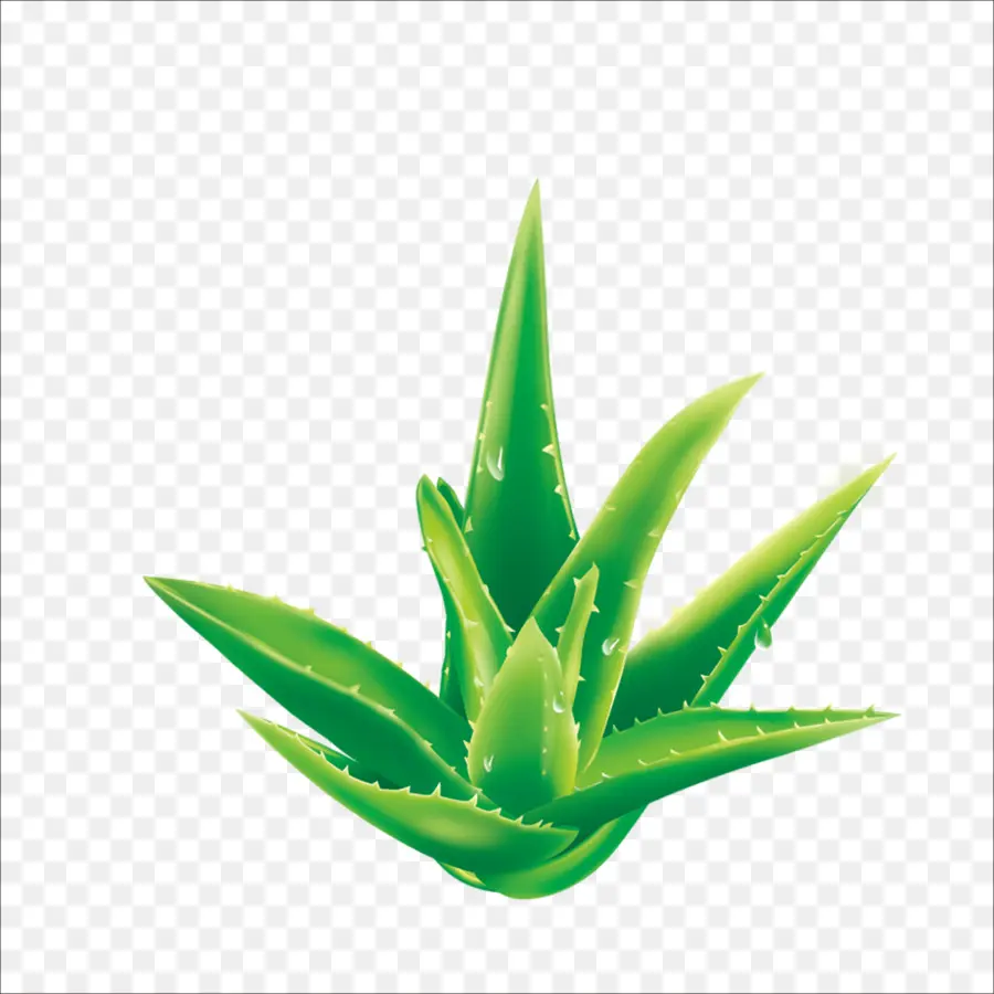 Aloe，Tanaman PNG