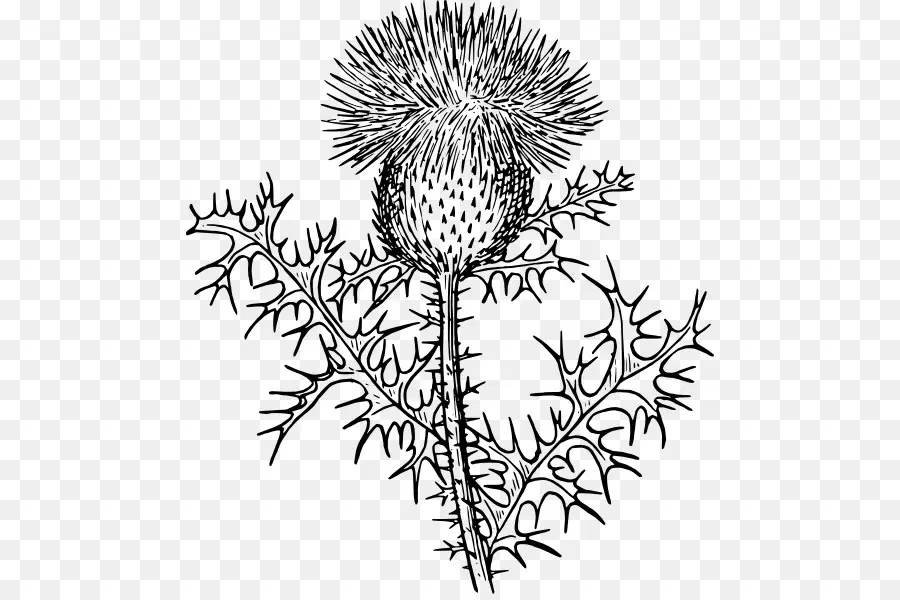 Thistle，Bunga PNG