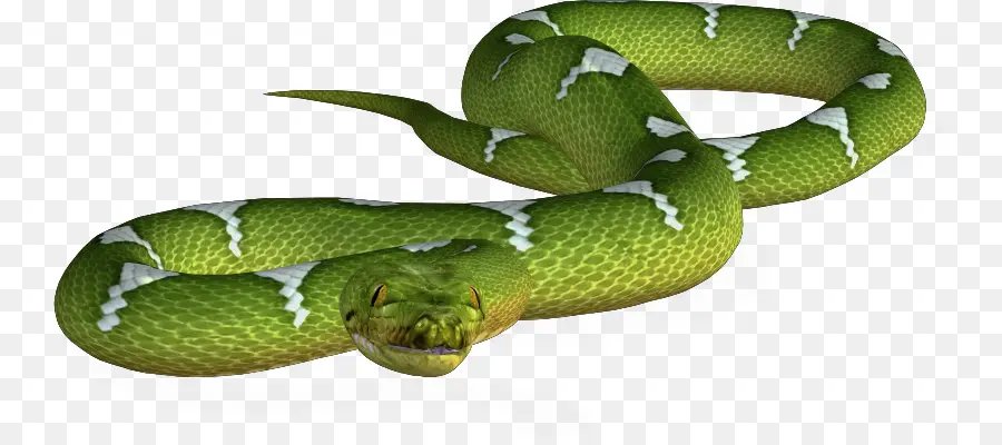 Ular，Velvet Swampsnake PNG