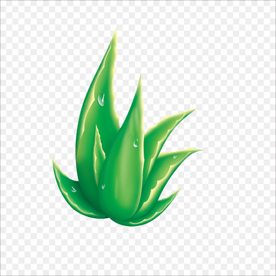 Aloe，Grafik Raster PNG