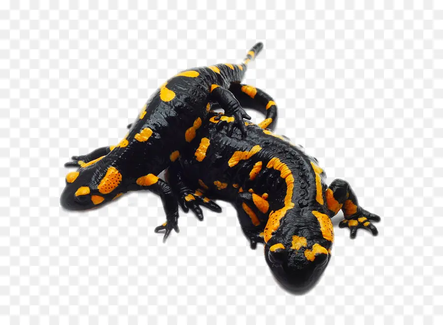 Salamander Api，Hitam PNG