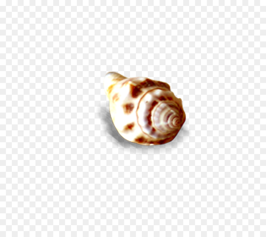 Kerang Laut，Kerang PNG