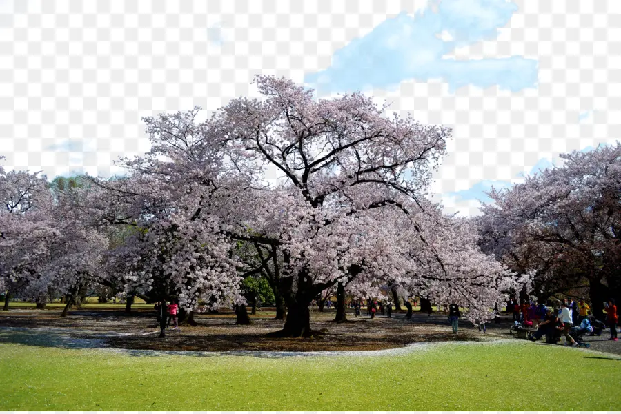Sakura，Tokyo PNG