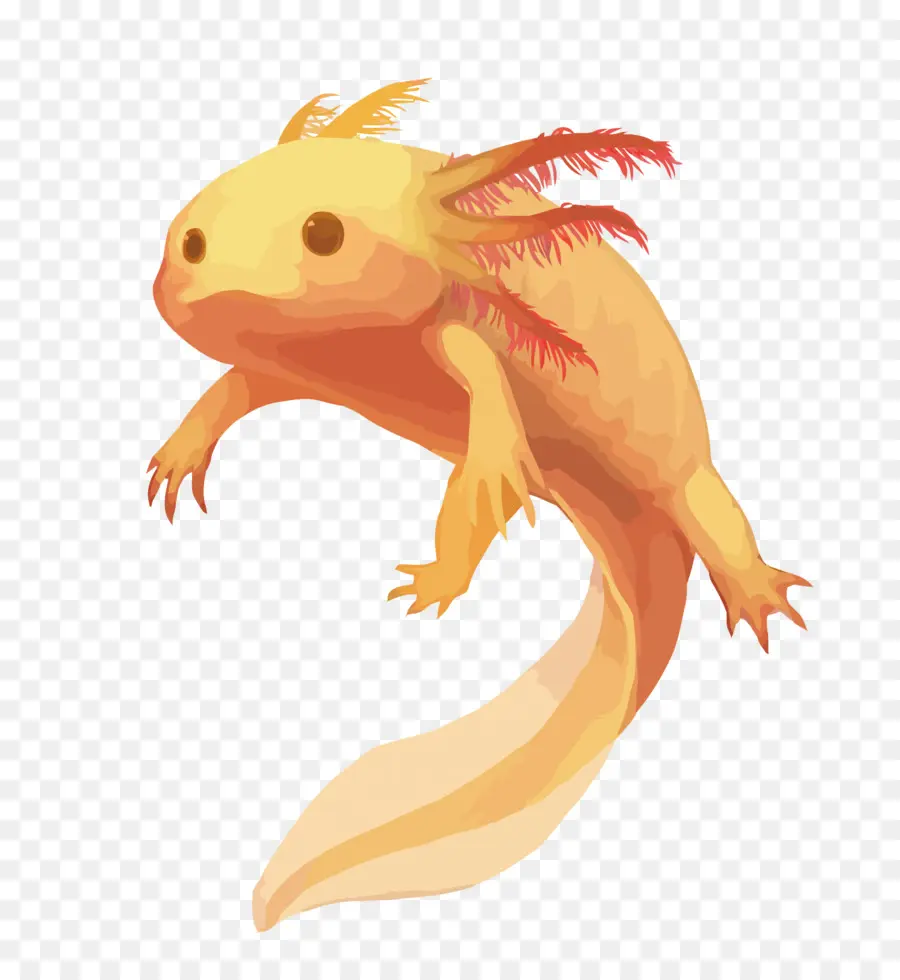 Axolotl，Akuatik PNG