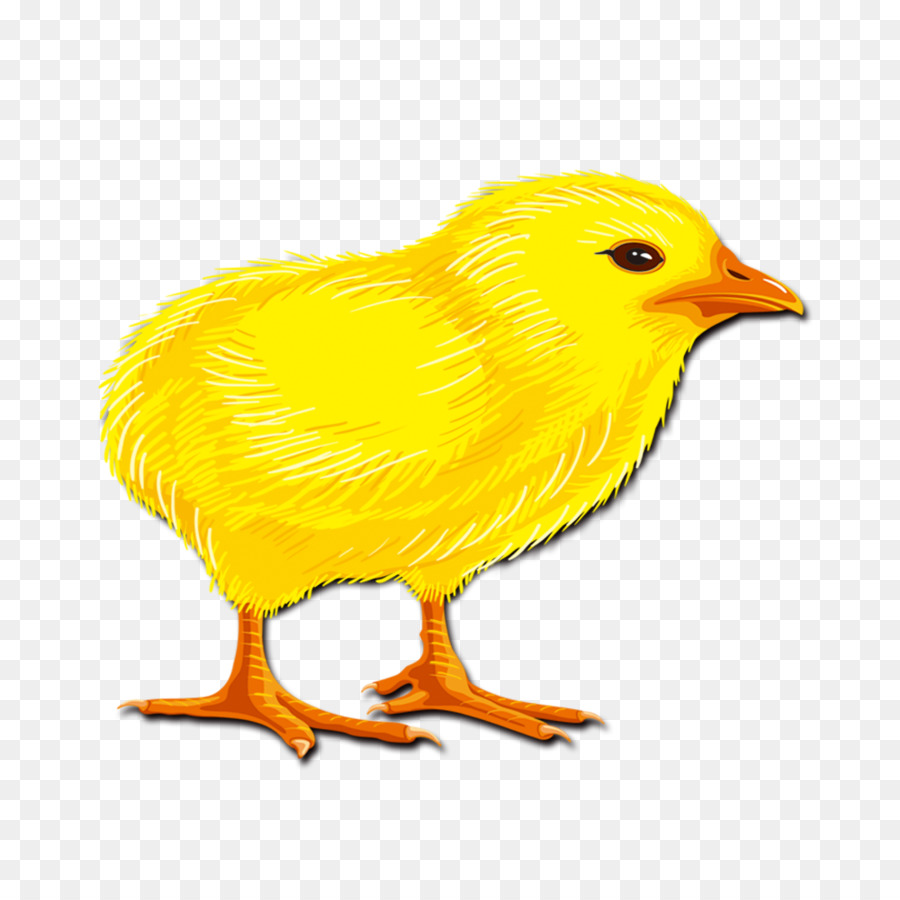 Cewek Kuning，Burung PNG