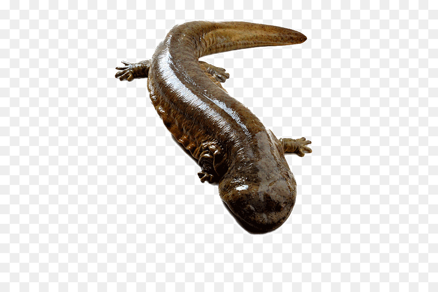 Salamander Raksasa Cina Jepang Raksasa Salamander Amfibi Gambar Png