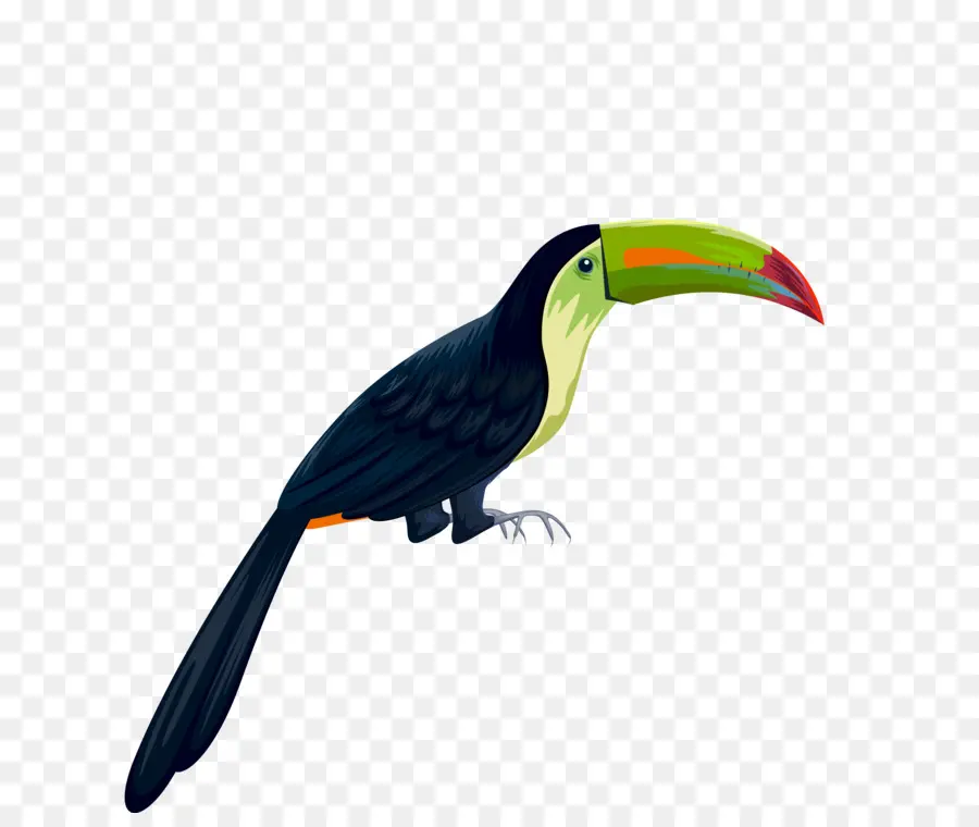 Burung Toucan，Berwarna Warni PNG