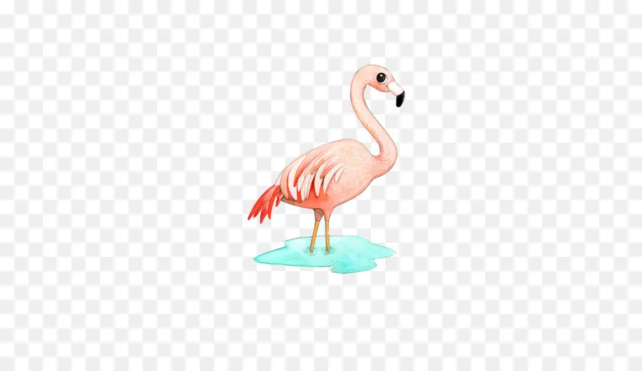 Flamingo，Greater Flamingo PNG
