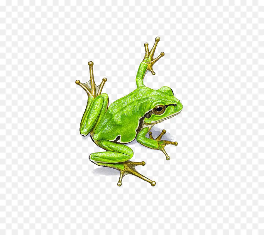 Katak，Lukisan Cat Air PNG