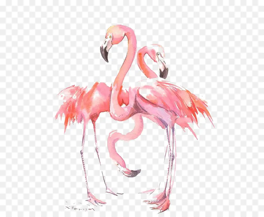 Flamingo，Burung PNG