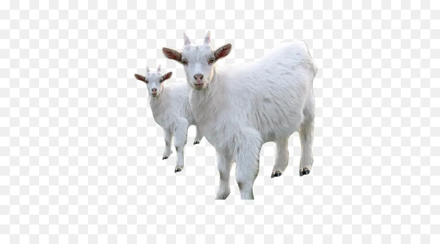 Kambing Putih，Ternak PNG