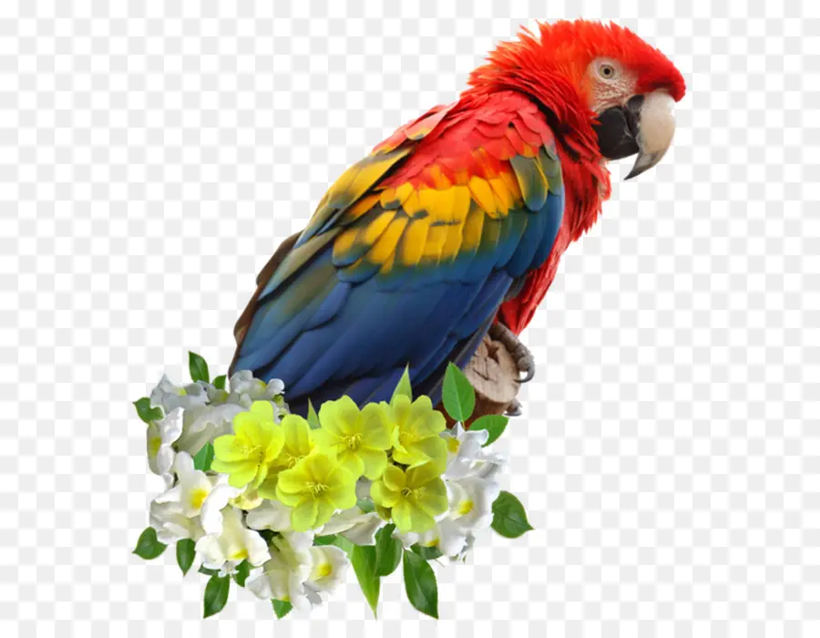 Scarlet Macaw，Burung Beo PNG