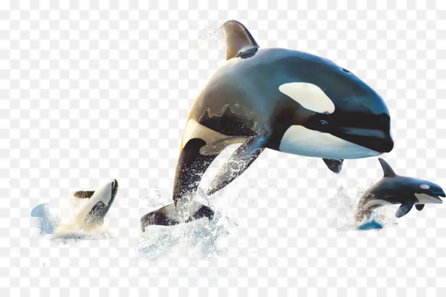 Orca，Paus PNG