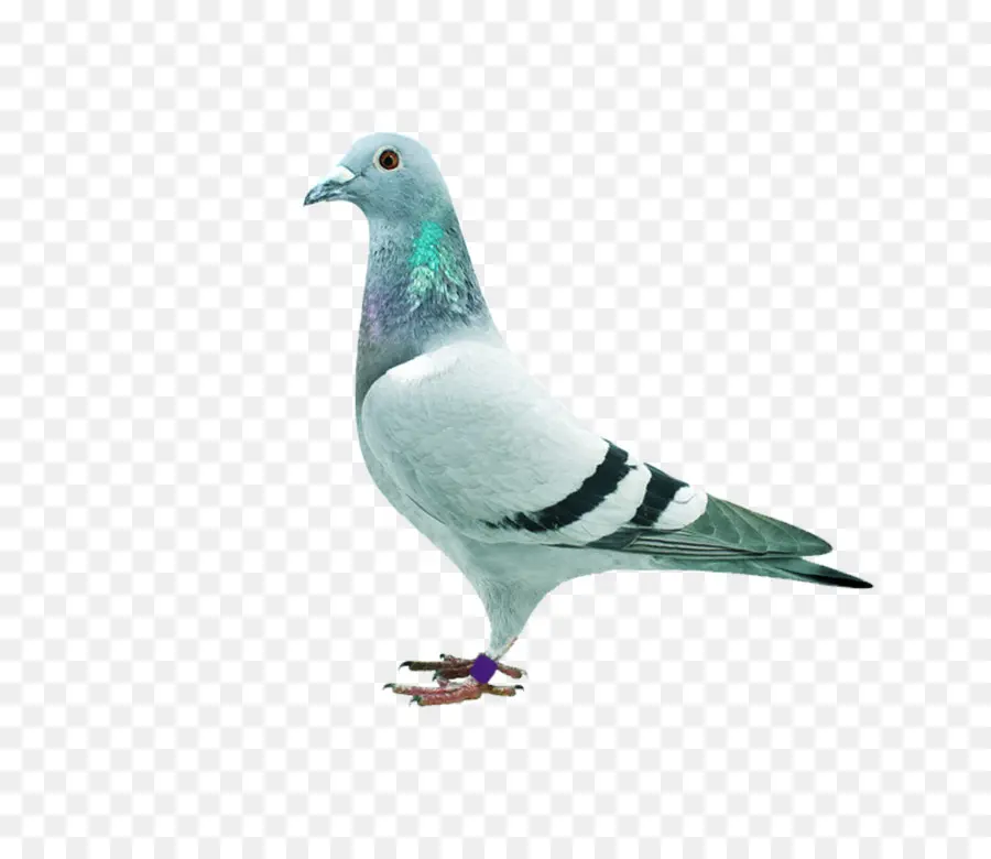 Homing Pigeon，Saham Merpati PNG